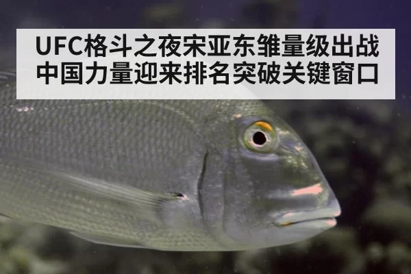 UFC格斗之夜宋亚东雏量级出战 中国力量迎来排名突破关键窗口
